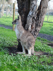 © michaela-trummer/ Pixelio