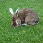 ©Tochter von Barney O´Fair/ Pixelio