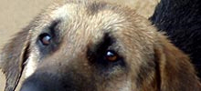 hund