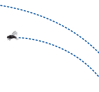 condor