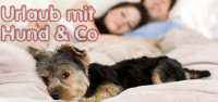 hund